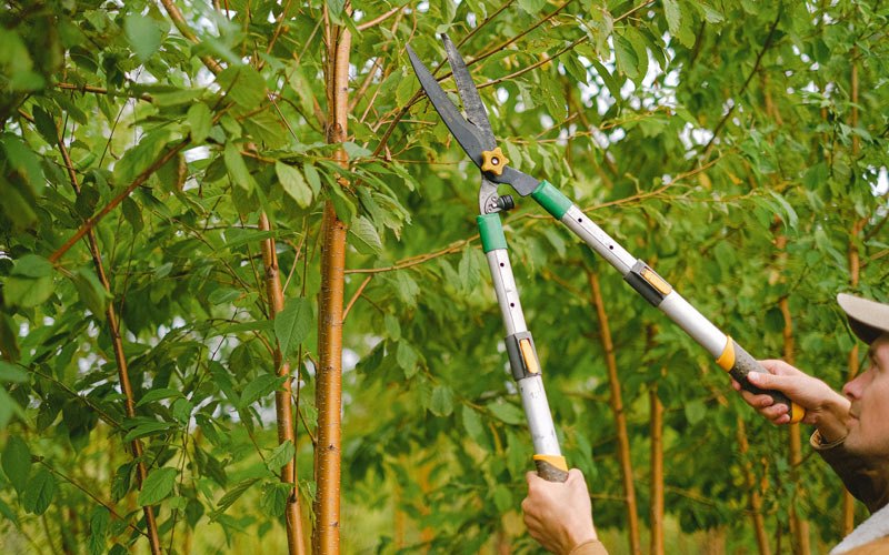 Tree trimming in Plainfield, IA
