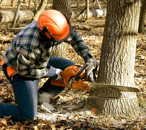 Tree Removal in Plainfield, IA